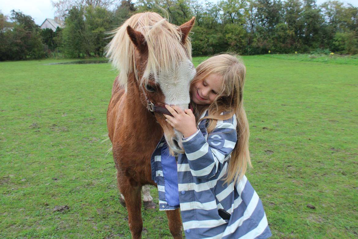 Welsh Mountain (sec A) fjordens snuske "Baloo" <3 billede 5