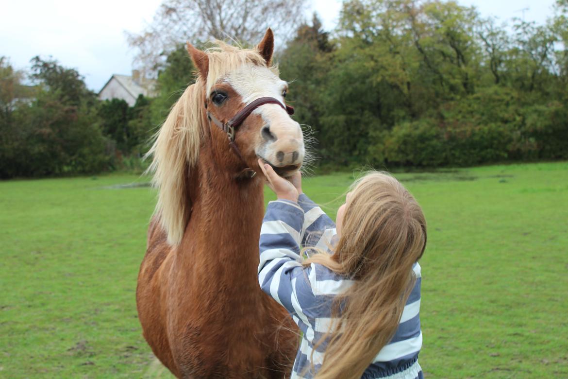 Welsh Mountain (sec A) fjordens snuske "Baloo" <3 - aww... skønne lille Baloo billede 4