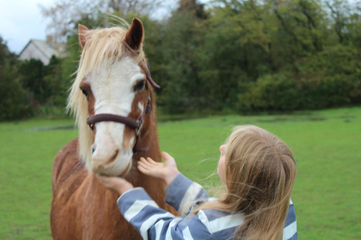 Welsh Mountain (sec A) fjordens snuske "Baloo" <3 billede 2