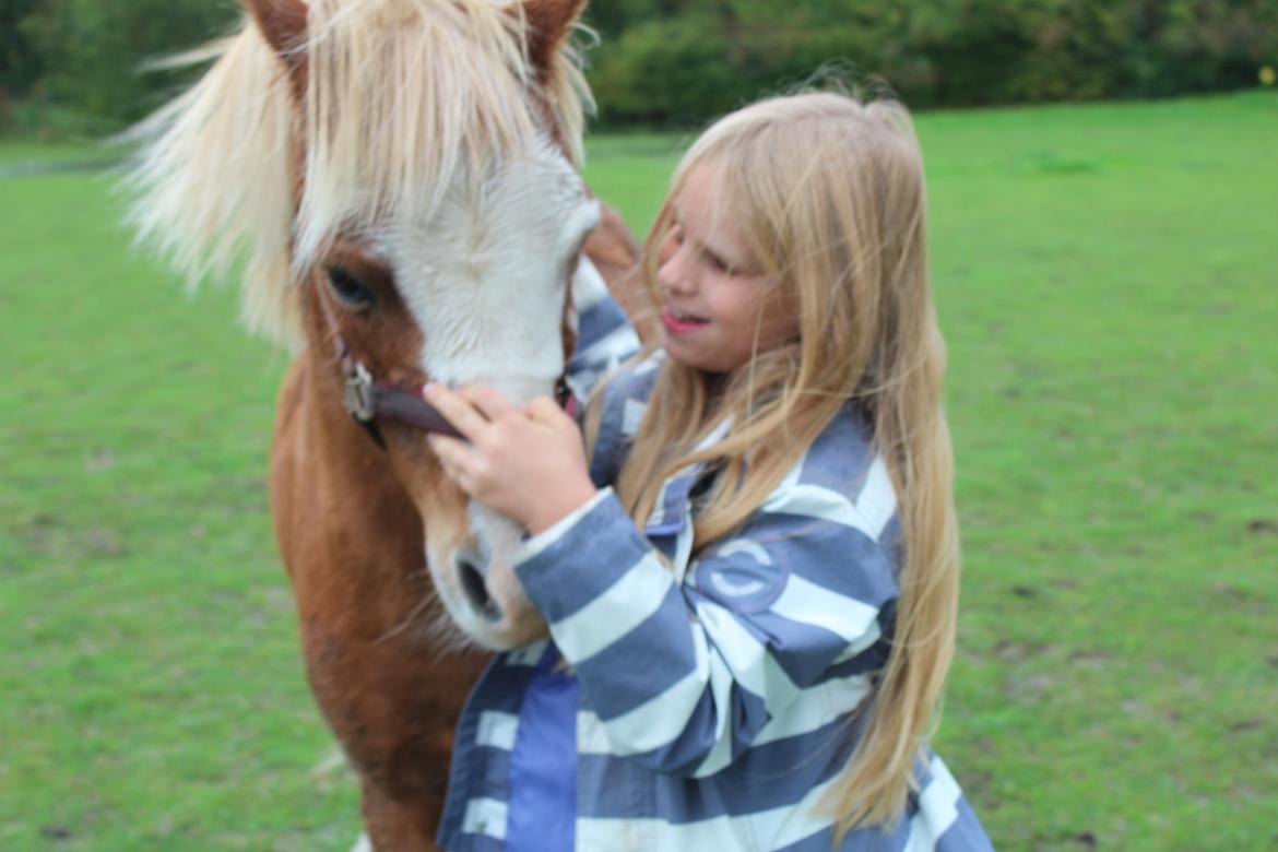 Welsh Mountain (sec A) fjordens snuske "Baloo" <3 billede 6