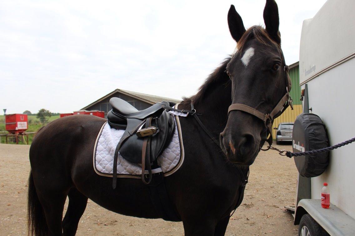 Oldenborg Nørrelunds Casiopaya (Tidligere part) billede 2