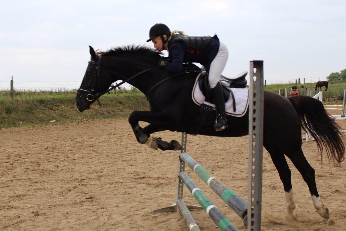 Oldenborg Nørrelunds Casiopaya (Tidligere part) billede 6