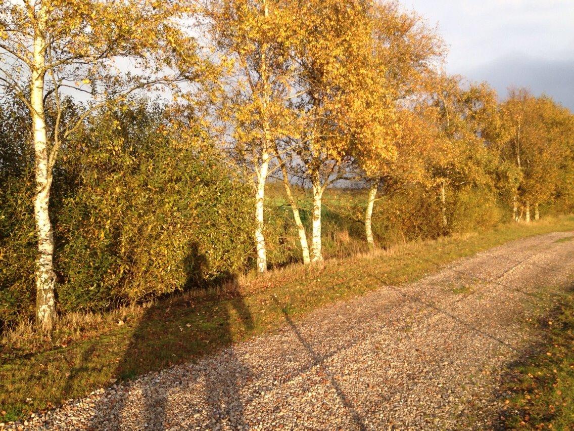 Fjordhest Nukka - Siw Billesbølle. - Et efterårs billede af de smukke træer og vores skygge. billede 9