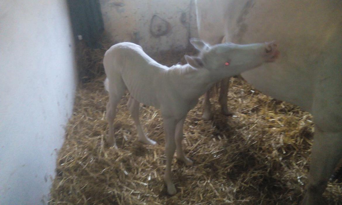 Palomino Jake Blues - jeg gir et mys billede 12