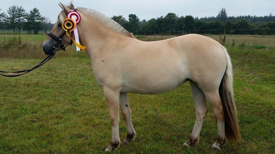 Fjordhest Salina Møldrup billede 2