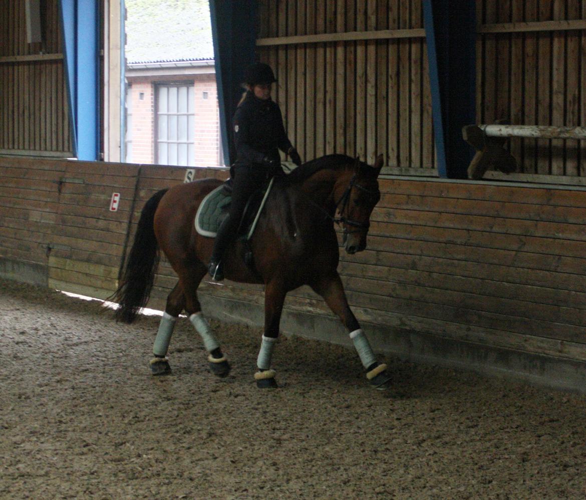 Dansk Varmblod Lillemarkens Cicato - Samling efter travøgning 18/10-14 billede 10
