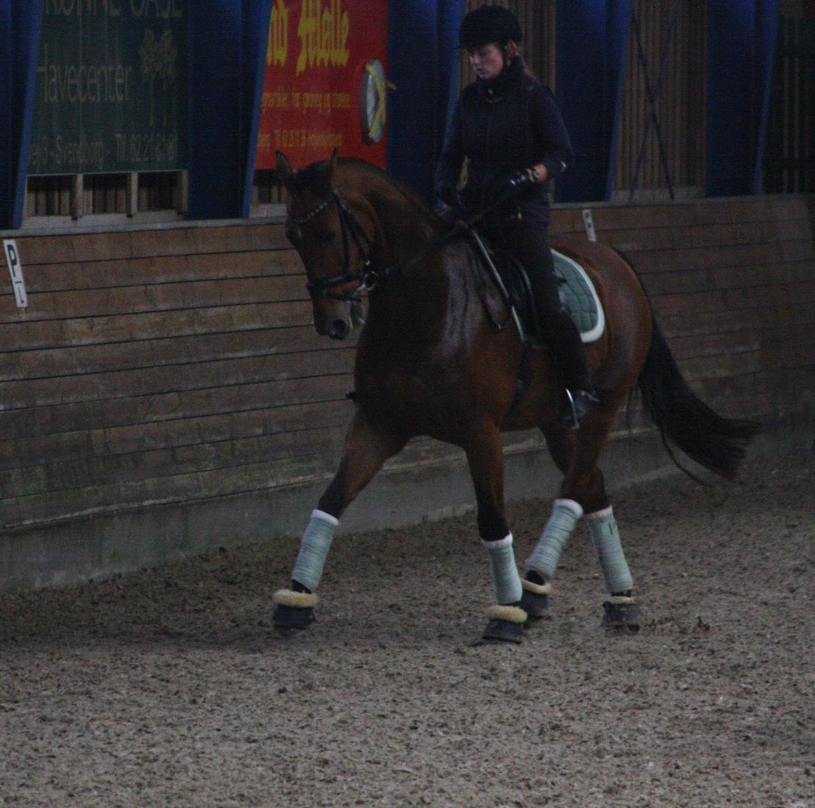 Dansk Varmblod Lillemarkens Cicato - Traversade billede 6