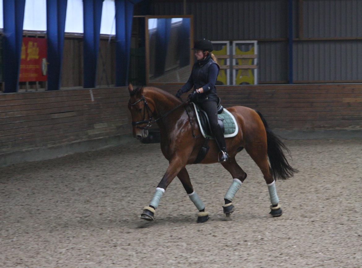Dansk Varmblod Lillemarkens Cicato - Træning 18/10-14 billede 2