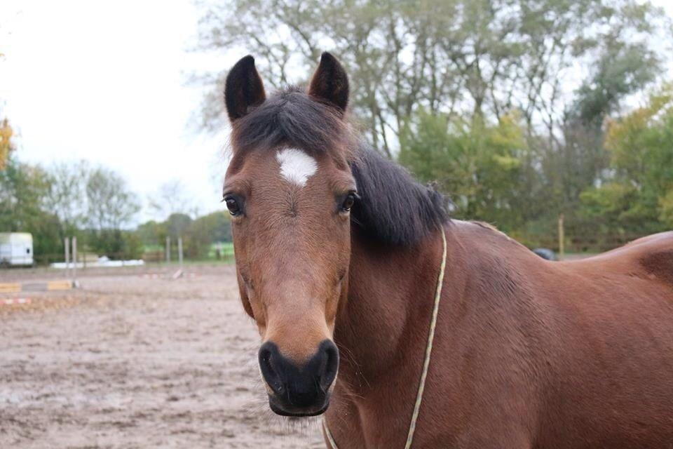 Anden særlig race Kildegårdens Socky - 6 ❤ Intet kan beskrive min kærlighed til denne pony <3 - 14/10 2014 billede 6