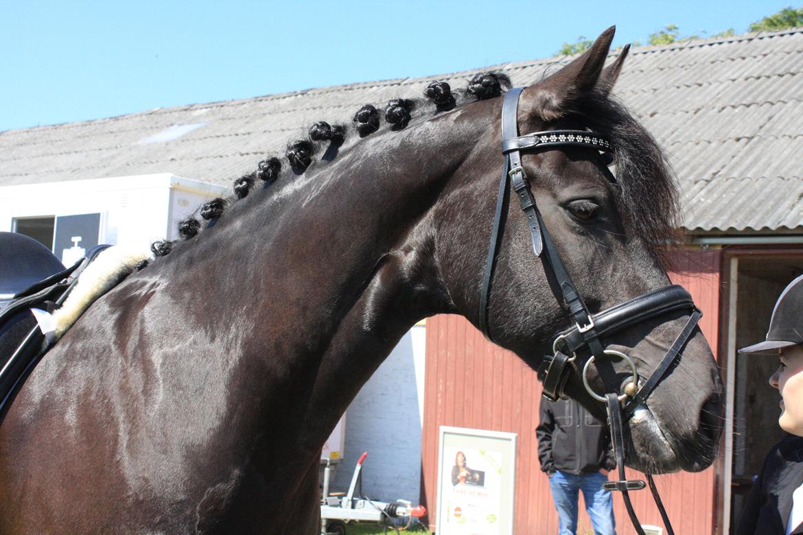 Frieser Ilja Varla J. - Til stævne i Bjergby i maj måned 2014. billede 3