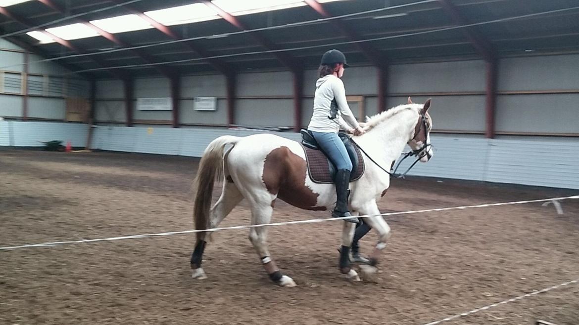 Pinto Aston A Kila billede 45