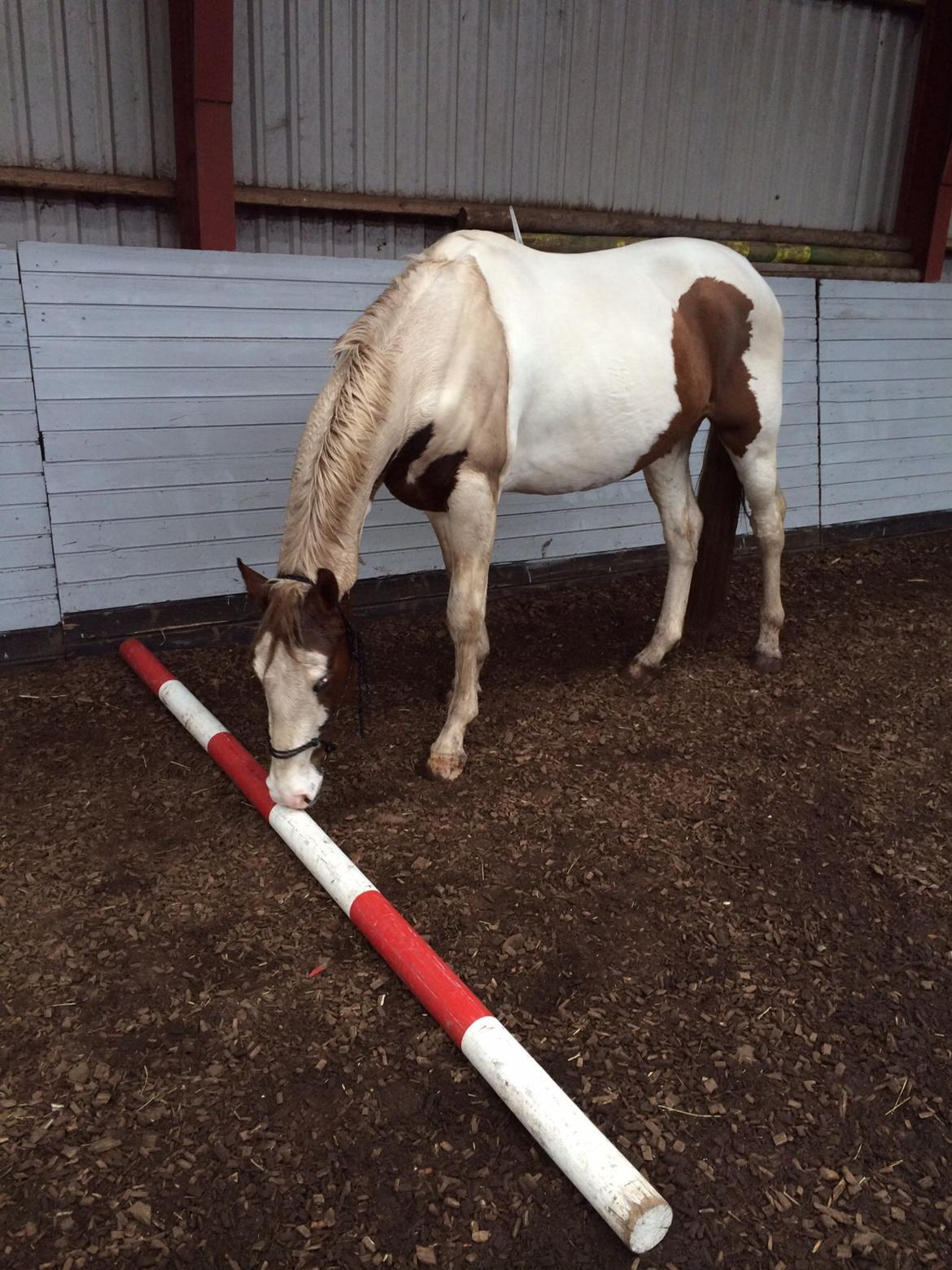 Pinto Aston A Kila billede 46