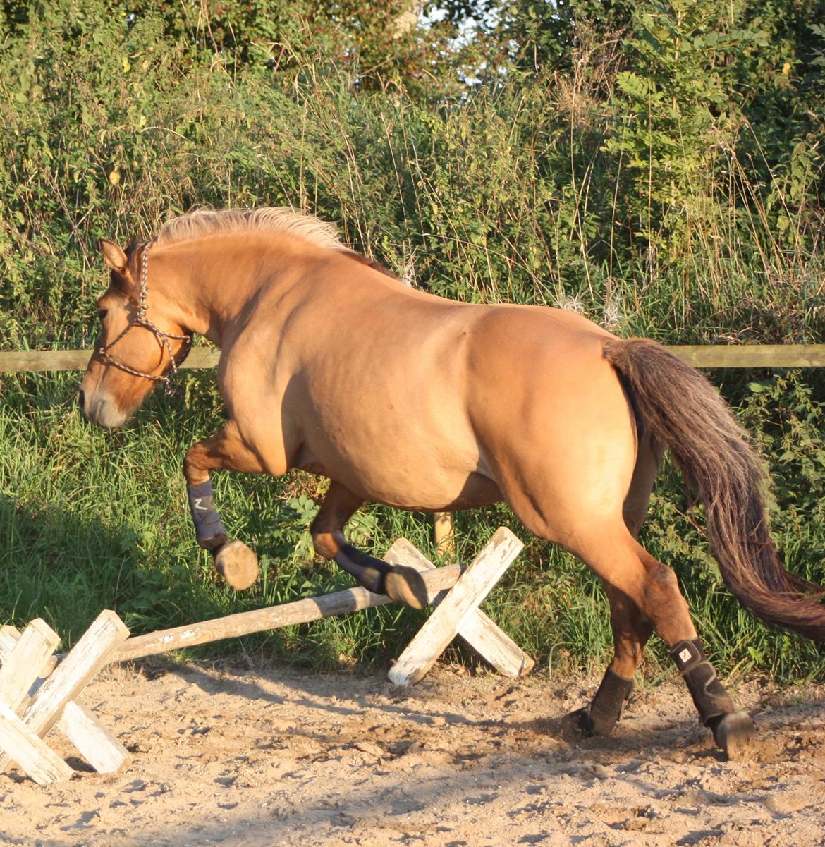 Anden særlig race Surprise (Himmelhest) billede 4
