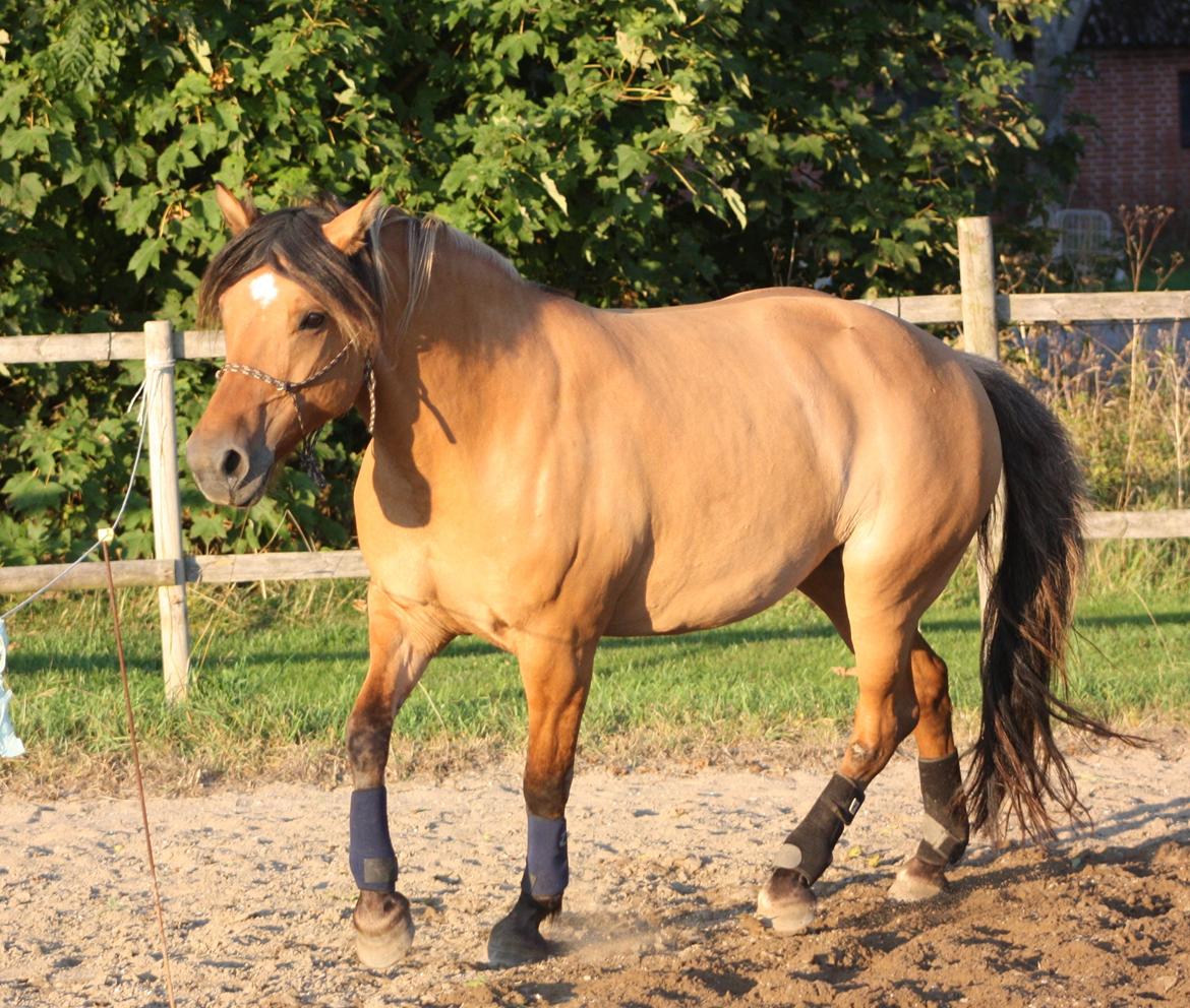 Anden særlig race Surprise (Himmelhest) billede 3