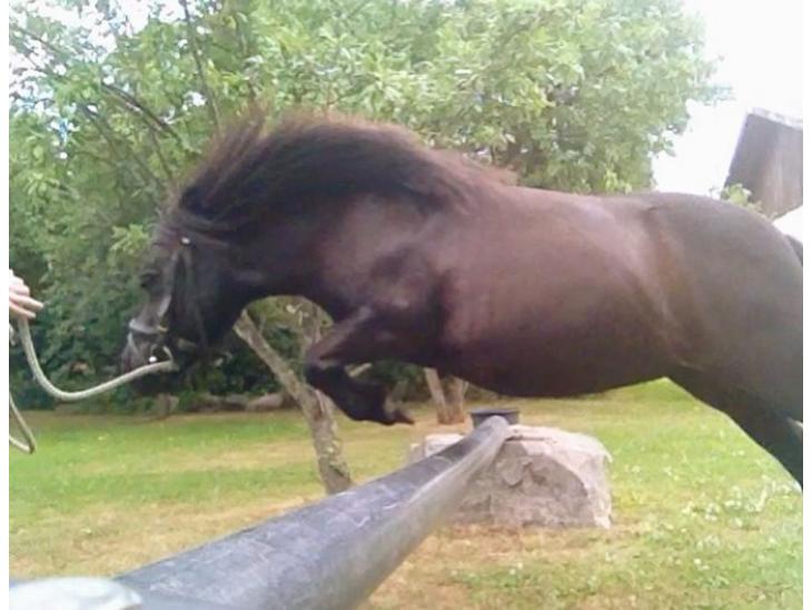 {{currentPhoto.altText}} billede {{currentPhoto.number}}