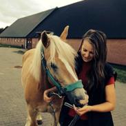 Haflinger Nero