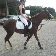 Anden særlig race Zenobia 