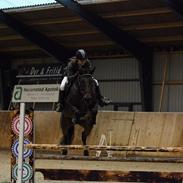 Hollandsk Varmblod Avette H