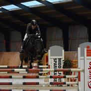 Hollandsk Varmblod Avette H