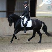 Tysk Sportspony Chester