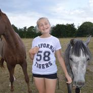 New Forest flintstone