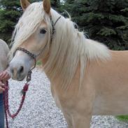 Haflinger Frisergaardens Prilla