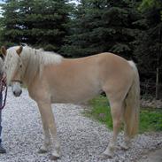 Haflinger Frisergaardens Prilla