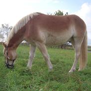 Haflinger Appell Lindegaard