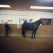 Oldenborg Stella af Vidiemosegaard