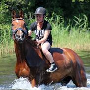 Mecklenburger Raimon