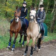 New Forest Lopik's aiko