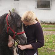 Welsh Pony (sec B) Bjerregårds Diego