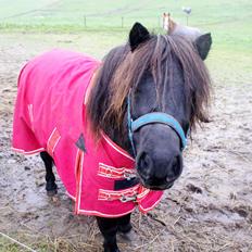 Shetlænder Ryttergaardens Idun