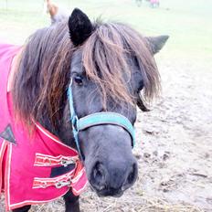 Shetlænder Ryttergaardens Idun