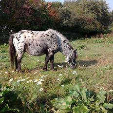 Hollandsk Miniature Diederik I <3 R.I.P d 17/8-18