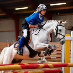 Welsh Partbred (Sec F) Ballettens Silent Victory