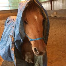 Anden særlig race Shamrocks Lotte