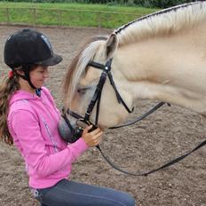 Fjordhest Birkens Hailey