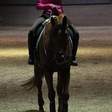 Dansk Varmblod Casilje 