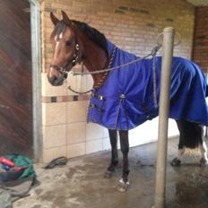 Dansk Varmblod Creole