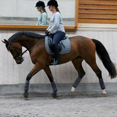 Dansk Varmblod Creole