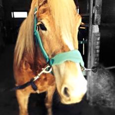 Haflinger Nero