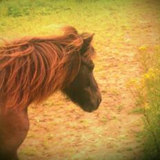 Shetlænder Pony Luna