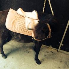 Shetlænder Pony Luna