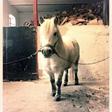 Dansk Miniature Mynte