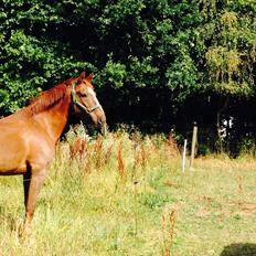 Anden særlig race Madison