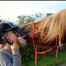 Welsh Cob (sec D) White Feet (White socks)(Sokke)