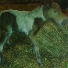 Anden særlig race Sofus Cezz