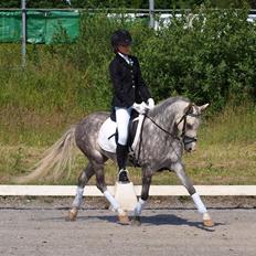 Welsh Pony (sec B) Bjerregårds Liberty (Lille Grå) SOLGT