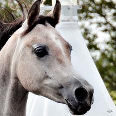 Arabisk fuldblod (OX) Aliyah Bint De Marc AL